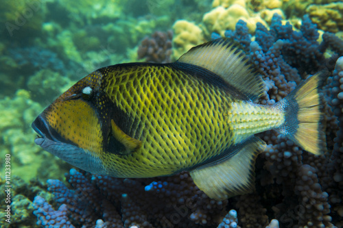Titan triggerfish - (Balistoides viridescens) on the coral reef - Red sea Fish