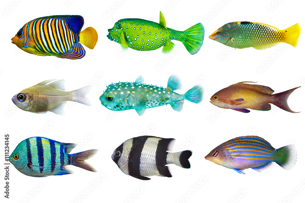 Fototapeta premium Set of sea nr.3- reef fish on white background