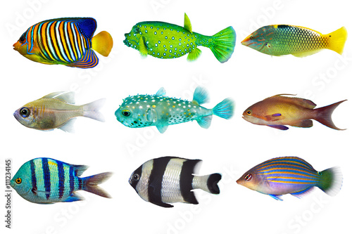 Set of sea nr.3- reef fish on white background