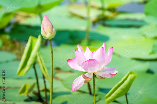 pink lotus and green leafs