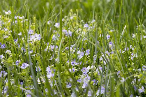 The white small flowers in green grass