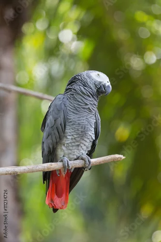 Fototapeta na wymiar African parrot