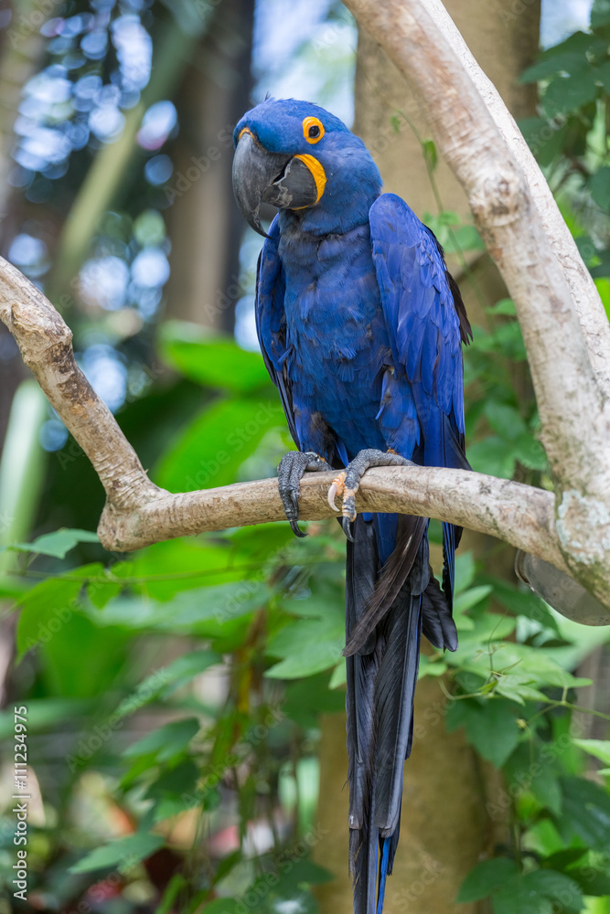 Fototapeta premium hyacinth macaw close up