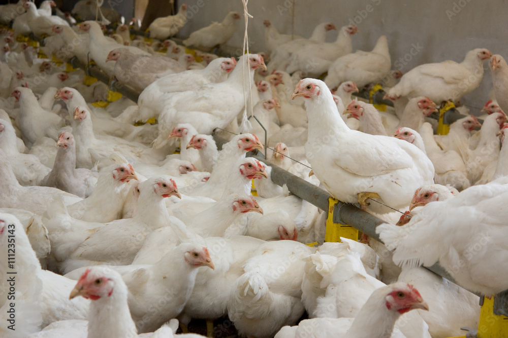 Obraz premium Chickens. Poultry farm