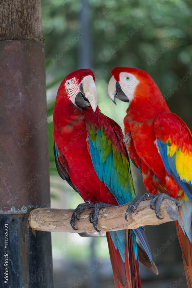 Obraz premium Colorful couple macaws sitting on log