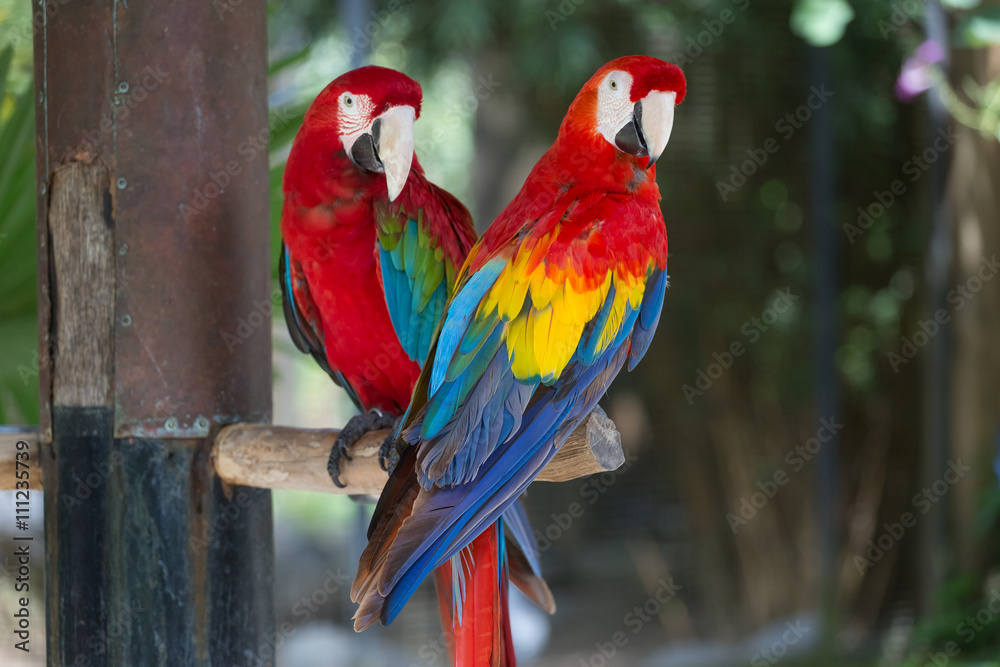 Colorful couple macaws sitting on log