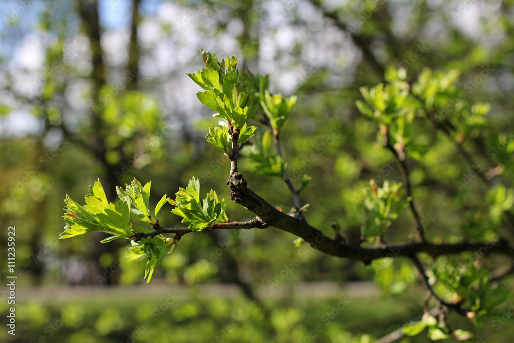 branch with young green leaves