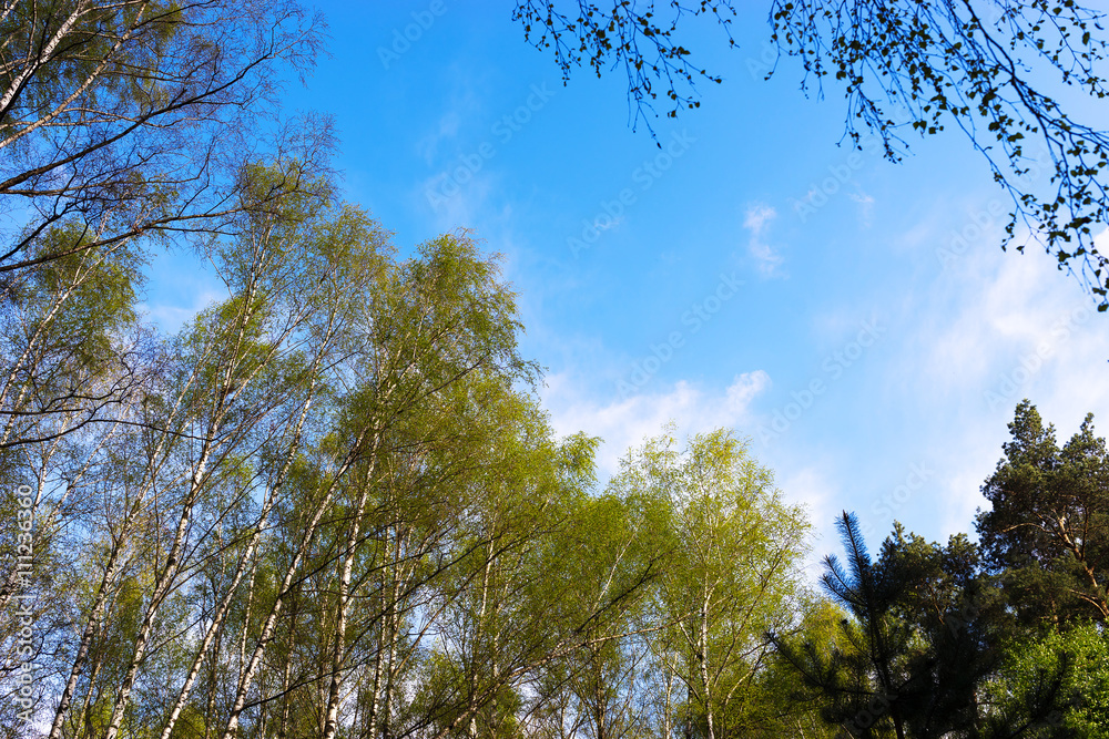 Obraz premium Horizontal Canadian forest landscape background