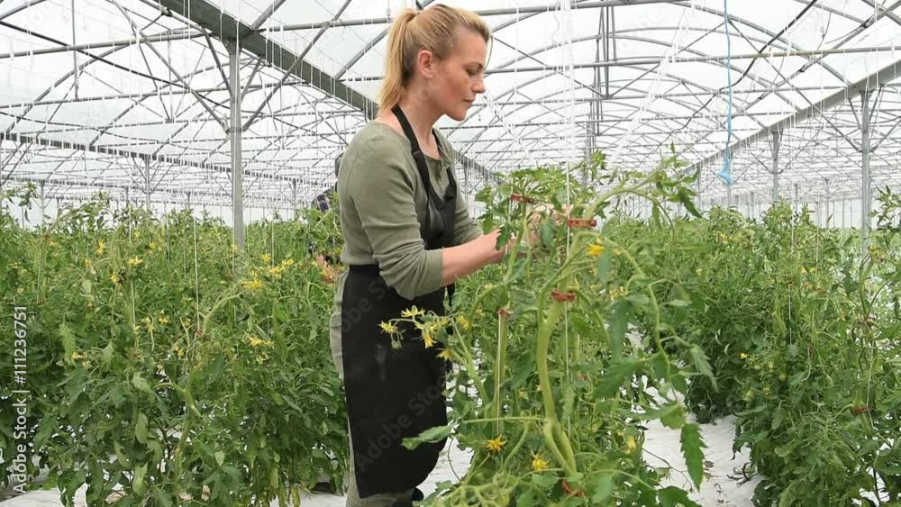Farmer in greenhouse cultivating tomatoes Farmer in greenhouse cultivating tomatoes