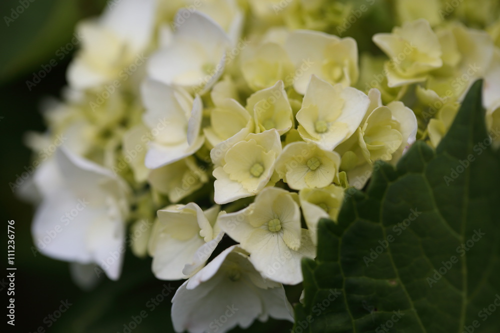 Hydrangea.The typical flower which blooms at the time of the Japanese rainy season. Hydrangea.The typical flower which blooms at the time of the Japanese rainy season.