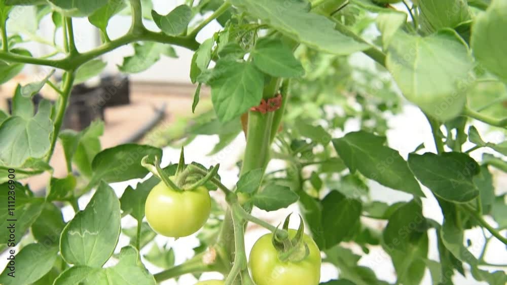 Closeup of unripe tomatoes