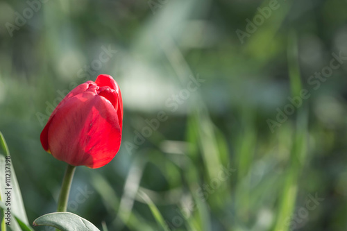 Red tulip in the garden close up
