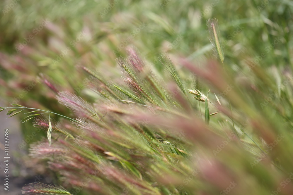 Nekojarashi is the weed which grow in Japanese hills and fields. It is same as a foxtail. Nekojarashi is the weed which grow in Japanese hills and fields. It is same as a foxtail.