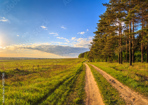 Весенний пейзаж, дорога между сосновым лесом и полем с зелеными всходами пшеницы