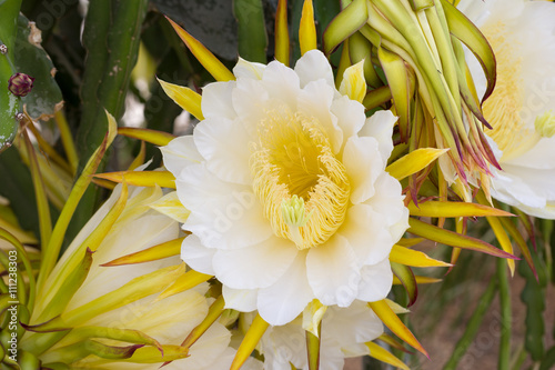Fototapeta Naklejka Na Ścianę i Meble -  flor de pitaya
