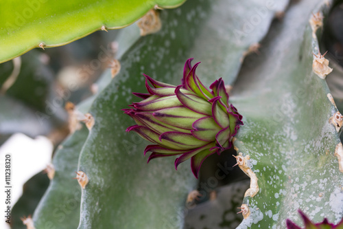 botón florar de pitaya photo