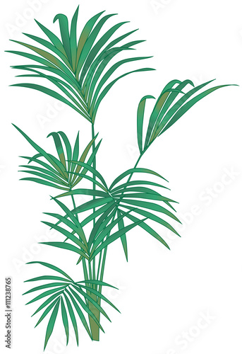 Sentry Palm illustration on a white background