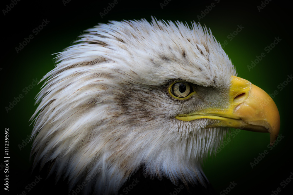 Obraz premium Bald eagle