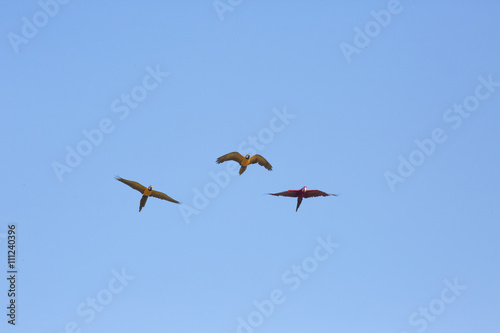 macaws parrot flying in the clear sky