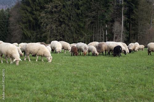 Sheep outside on meadow eat grass