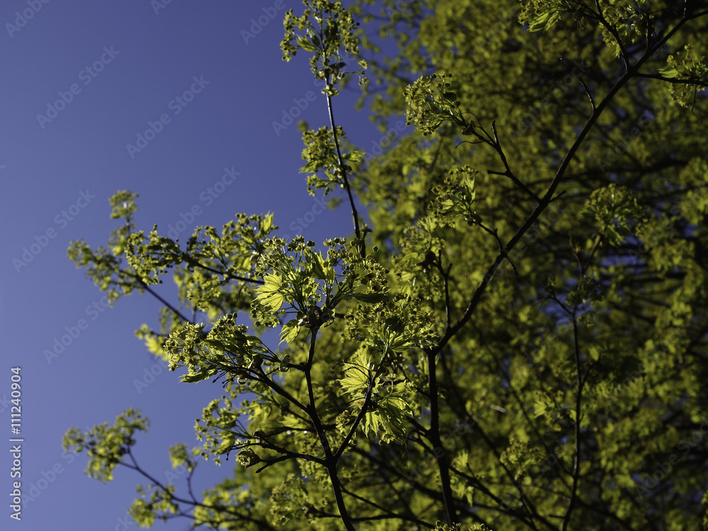 Fototapeta premium Ahorn Baumblüte im Frühling