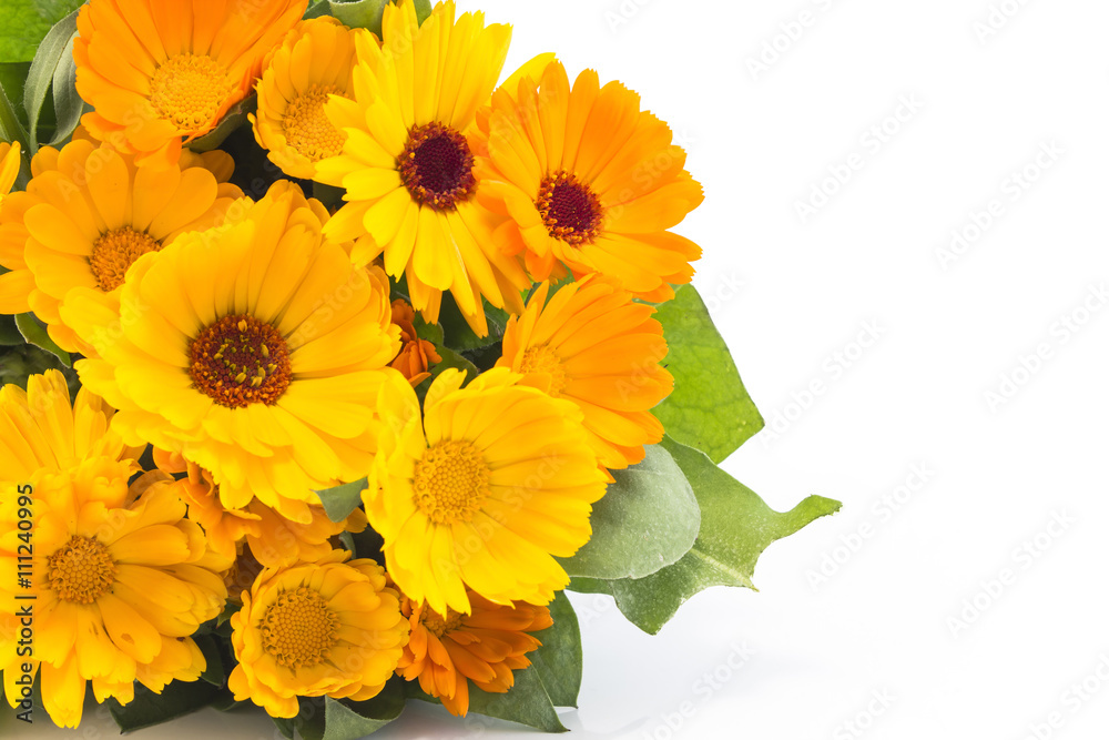 Marigold, calendula officinalis on a white background Marigold, calendula officinalis on a white background