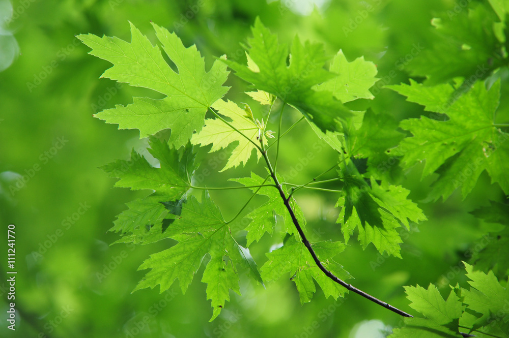 Branch of young green Maple leaves Branch of young green Maple leaves