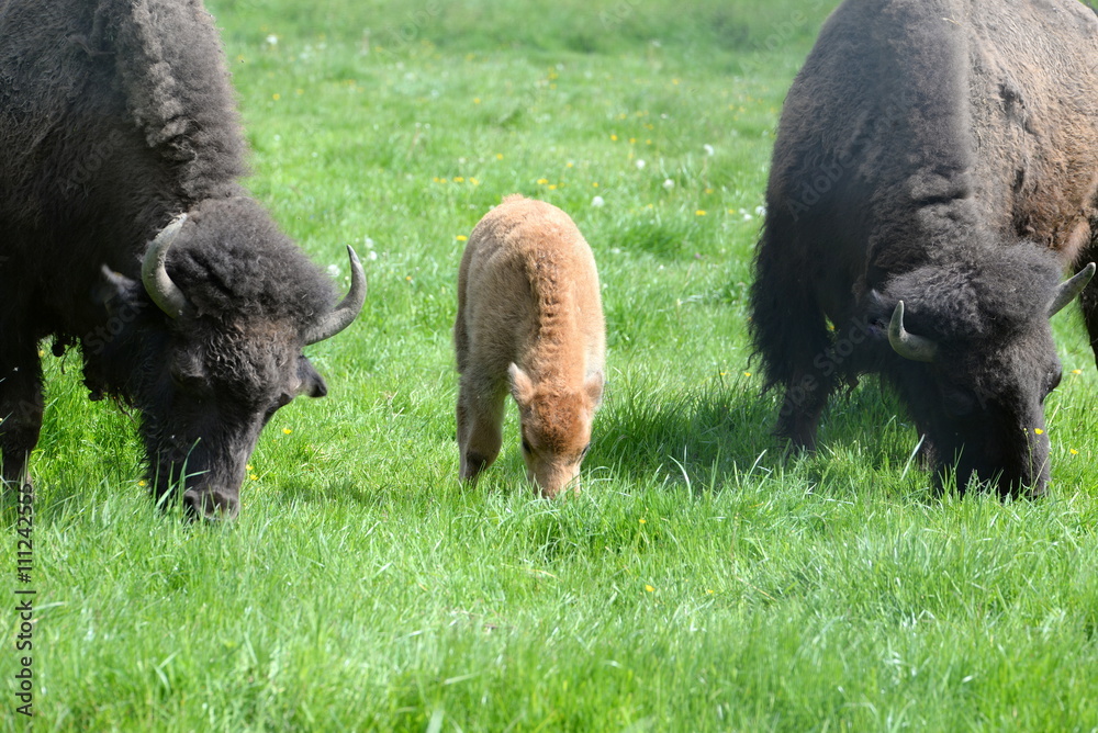 we are family, buffalo calf with it´s family we are family, buffalo calf with it´s family