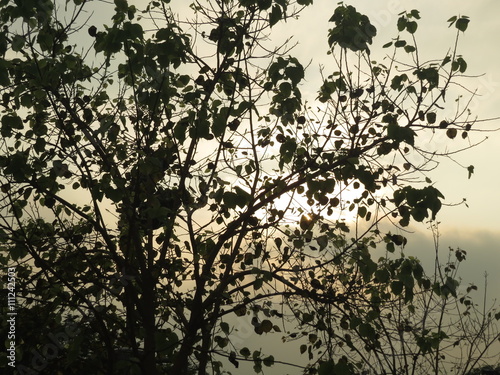 Tree and Sun