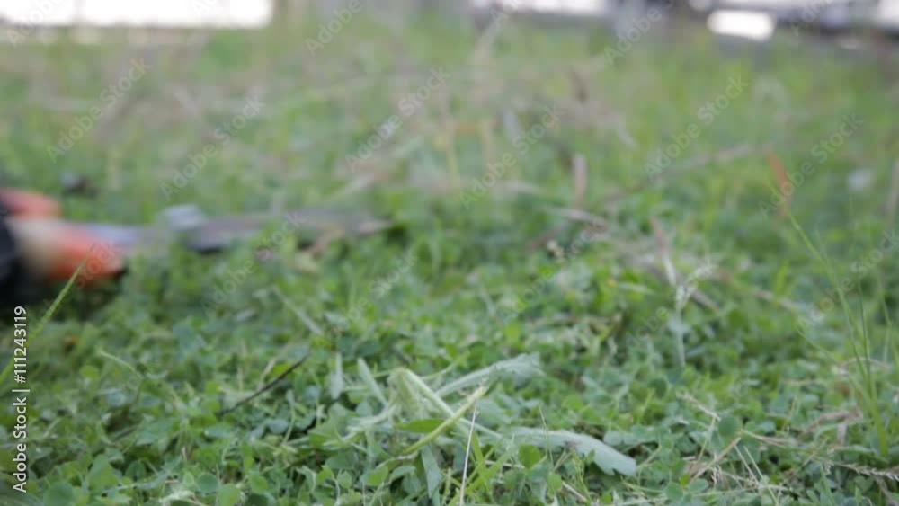 Man with Black t-shirt is cutting the Grass with the grass shears. Man with Black t-shirt is cutting the Grass with the grass shears.
