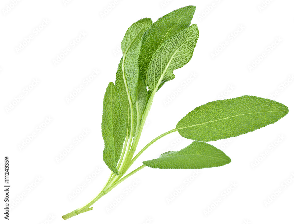 Fototapeta premium Sage plant on a white background