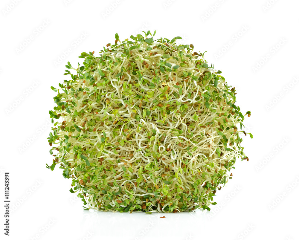 heap of alfalfa sprouts on white background