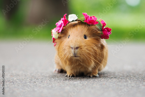 adorable guinea pig in a flower crown