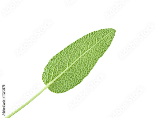 Sage leaves on white background