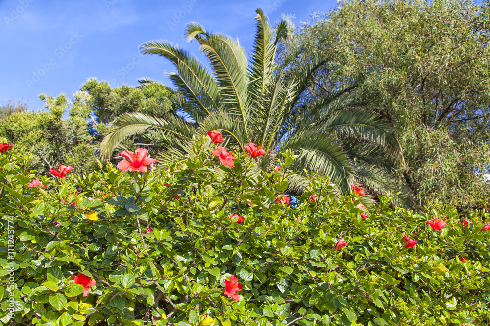 Großer Busch mit leuchtend roten Hibiskusblüten in Agadir im Königreich Marokko