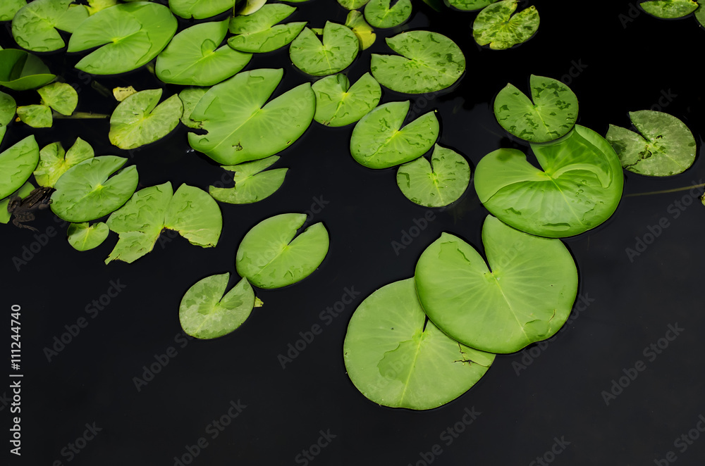 Background of leaves water lilies Background of leaves water lilies