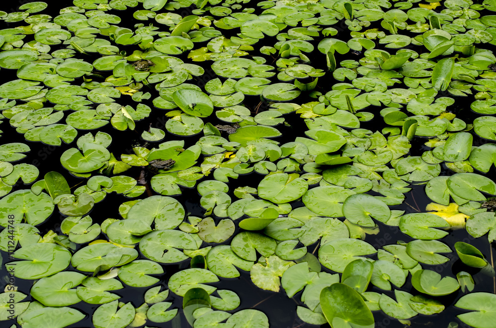 Background of leaves water lilies Background of leaves water lilies