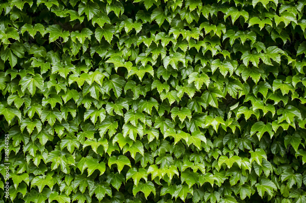 Obraz premium green foliage of the tree texture