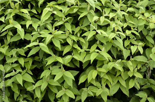 green foliage of the tree texture