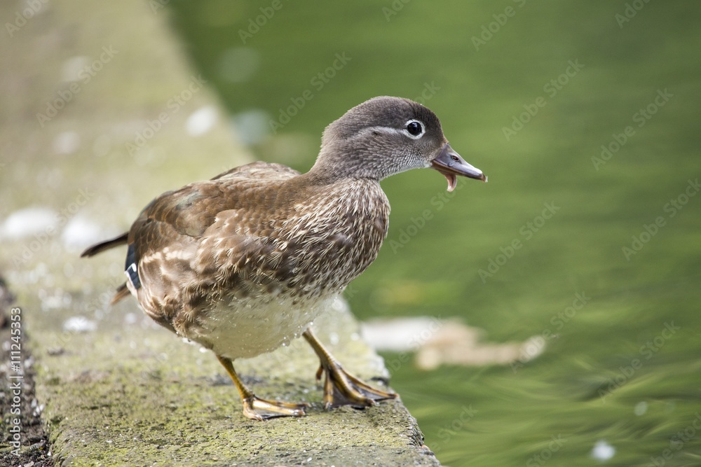 Female Mandarin Duck (Aix galericulata) Female Mandarin Duck (Aix galericulata)