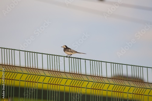 Pied Wagtail (Motacilla alba)