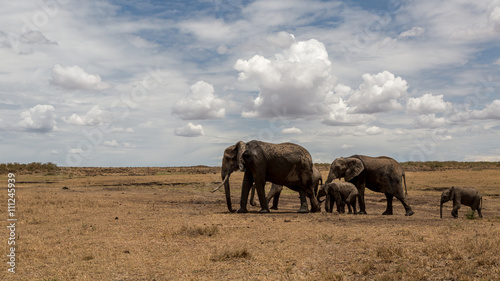 Elephant herd or family walking in dry grassland with blue cloudy sky. Taken in the Masai Mara Kenya.  