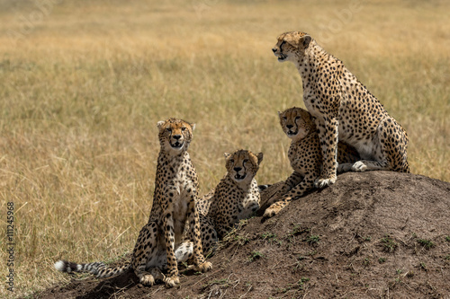 Cheetah mother and three cubs sitting on termite mound watching for prey. Taken in the Masai Mara Kenya.