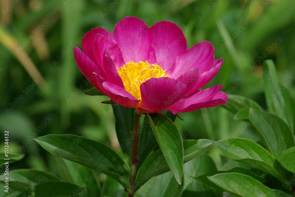 Pivoine rose à fleur simple au printemps, Jardin des Plantes Paris Pivoine rose à fleur simple au printemps, Jardin des Plantes Paris