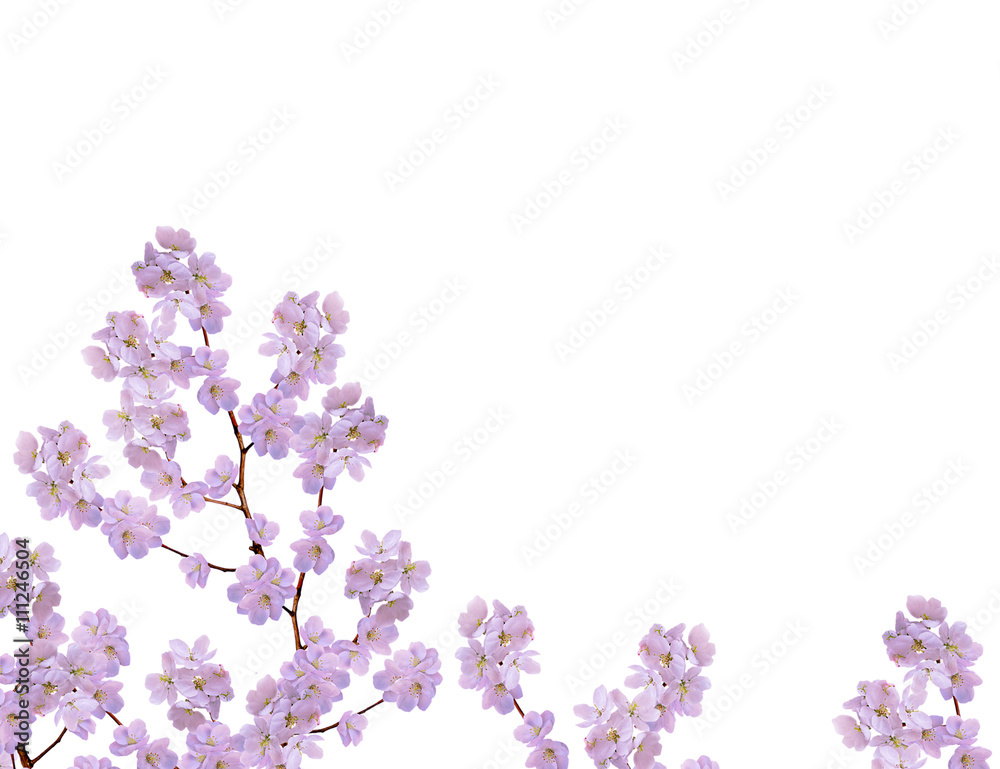custom made wallpaper toronto digitalWhite apple flowers branch