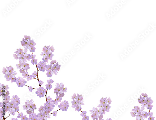 Wallpaper Mural White apple flowers branch Torontodigital.ca