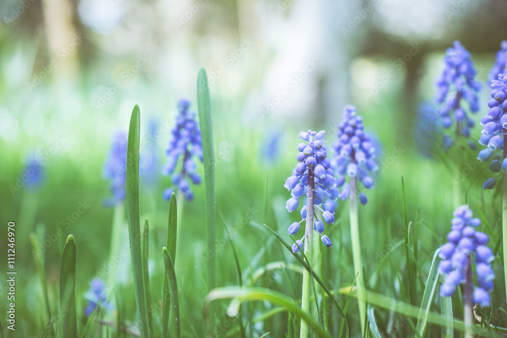 Obraz premium ムスカリの花