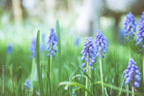 ムスカリの花