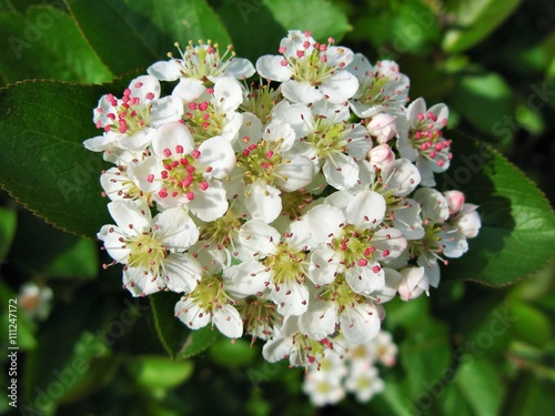 Choke berry blossoms on the branch, macro view