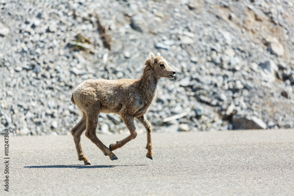 Fototapeta premium Goat in Canada